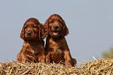 SETTER IRLANDAIS 115